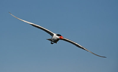 DSC_3207 - Copy.JPG