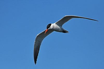 DSC_3685.JPG