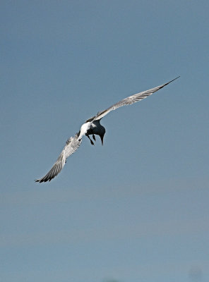 DSC_3745.JPG