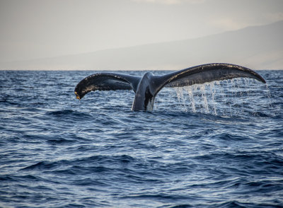 Whale Watching, Maui, Hawaii