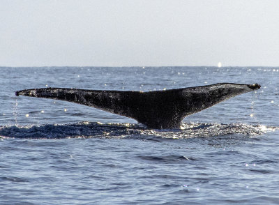 20200123_4009_crop copy.jpg
