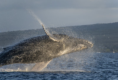 Whale Watching, Maui, Hawaii