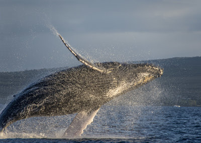 Whale Watching, Maui, Hawaii