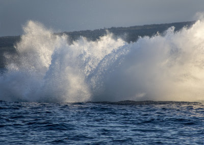 Whale Watching, Maui, Hawaii