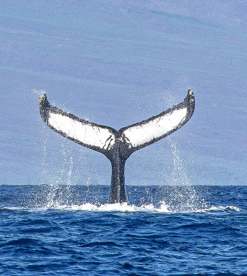 Whale Watching, Maui, Hawaii
