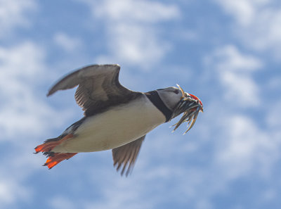 puffins_uk