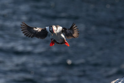 Puffin w/fish20190709-_I5A7597.jpg