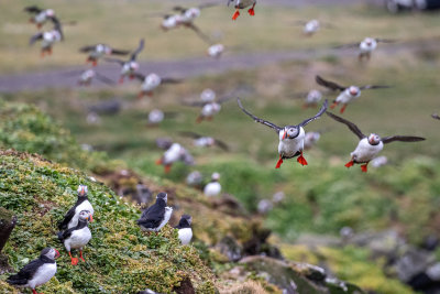 Puffins Iceland