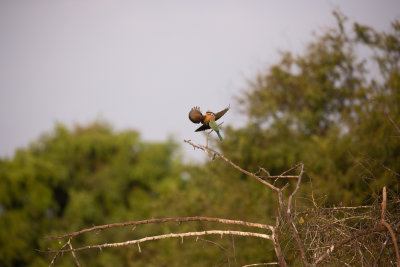 White fronted bee-eater 