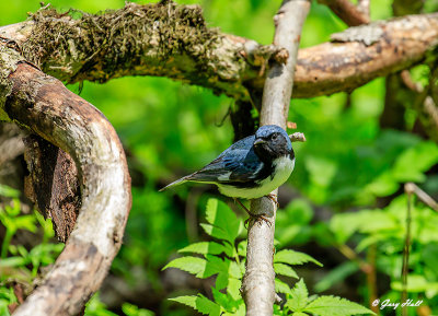 Blck-throated Blue Warbler_18-05-15_7779.jpg