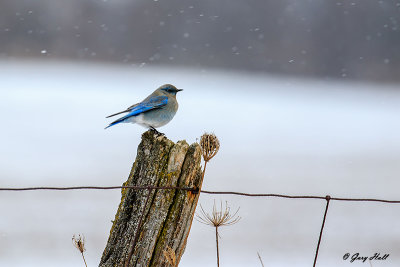 Mountain Bluebird (7).jpg