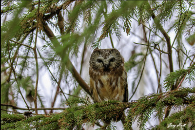 Northern Saw Whet Owl_18-12-15_10861.jpg