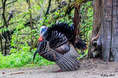Wild Turkey_18-05-15_7719.jpg