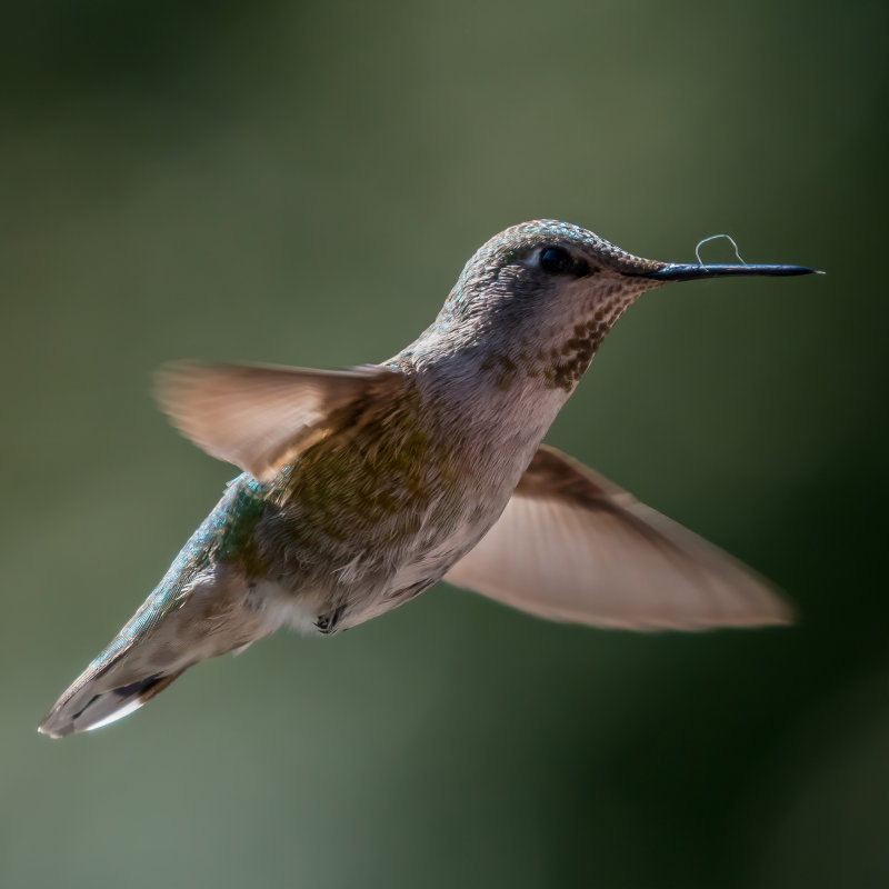 Birds in Flight