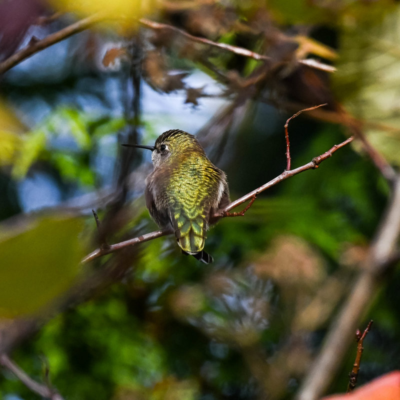 GM5_0562.jpg