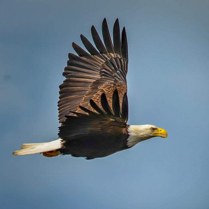 Bald Eagles