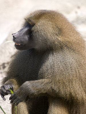 baboon66.jpg