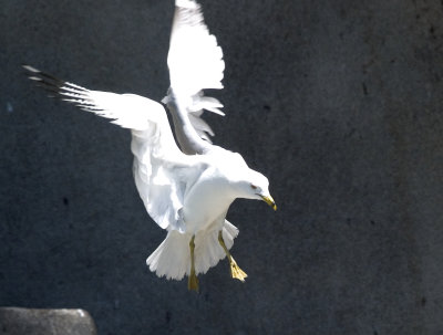 gull75.jpg