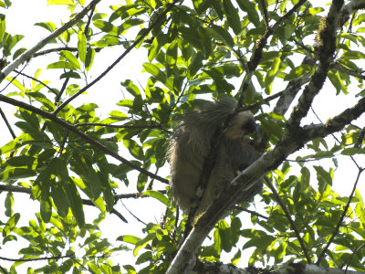 sloth946.jpg