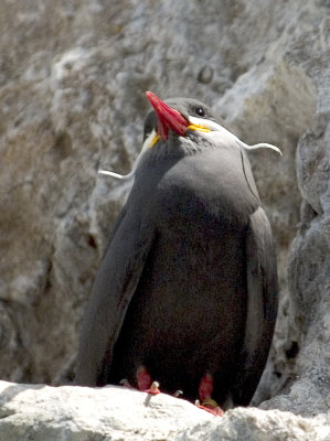 tern59.jpg