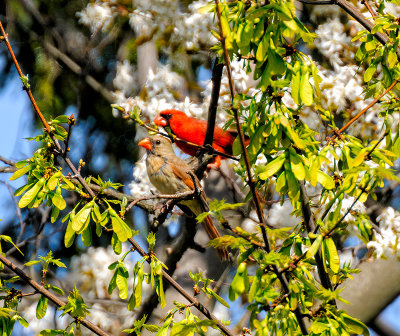 Male and Female Cardinals
