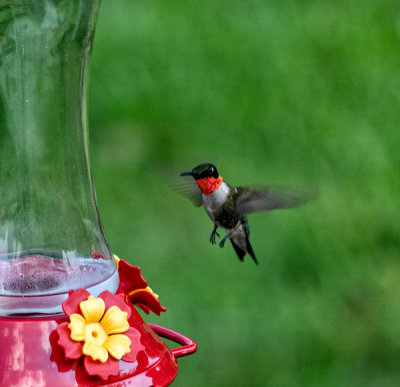 Ruby Throated Hummingbird - male