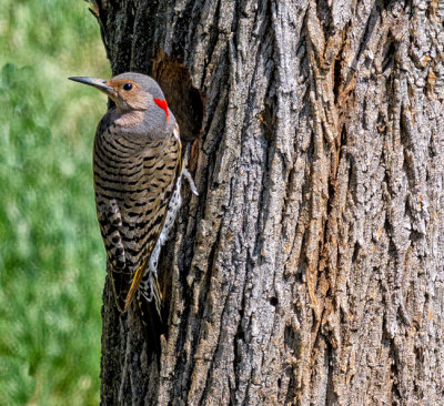 Northern Yellow-shafted Flicker - female