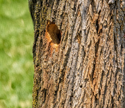 Nest hole in tree trunk