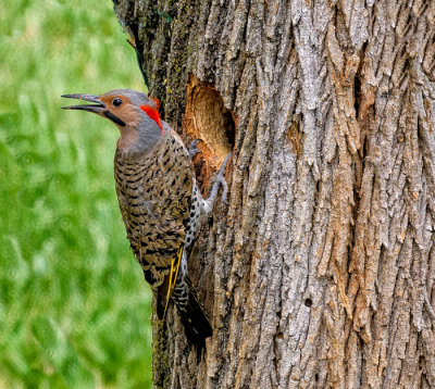 Northern Yellow-shafted Flicker  male