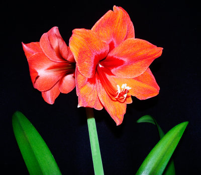 Amaryllis