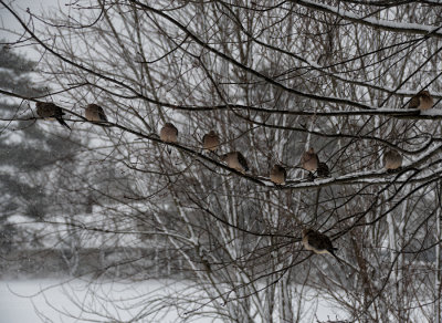 Mourning Doves patiently waiting for their breakfast