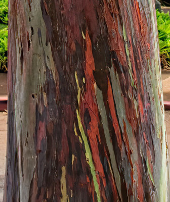 Bark colors of the Rainbow Eucalyptus tree