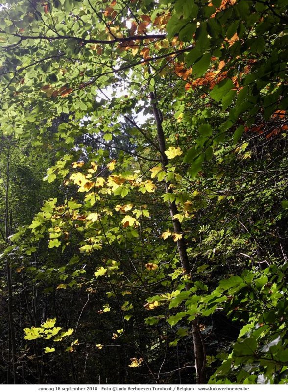 Dies und Das ins KleinWalserTal_2018-09-16_019.jpg