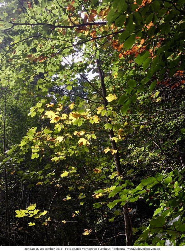 Dies und Das ins KleinWalserTal_2018-09-16_019.jpg