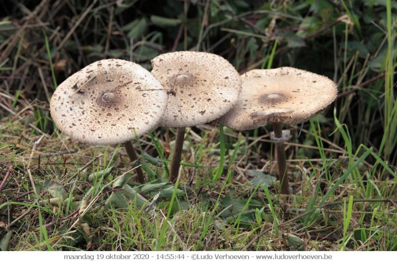 Paddestoelen Turnhouts vennengebied