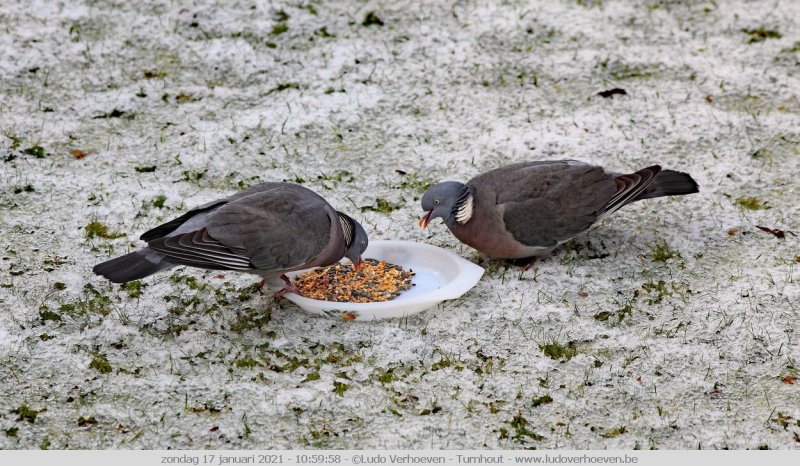 Slokoppen - Greedy eaters