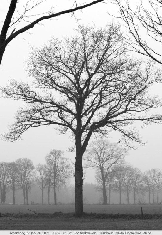 Monochrome