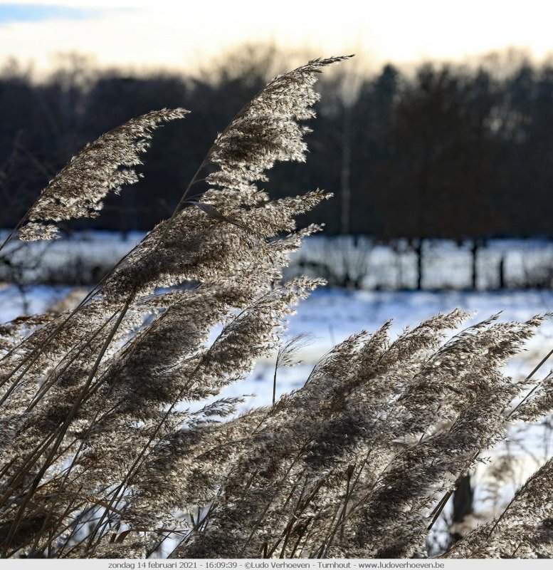 Winter in het Vennengebied