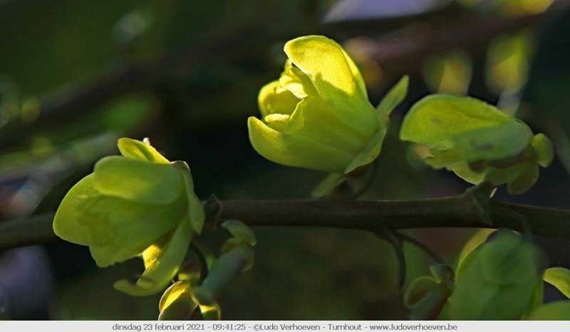 Backlight in my garden