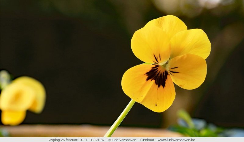 Pansy flower - Tuinviooltje