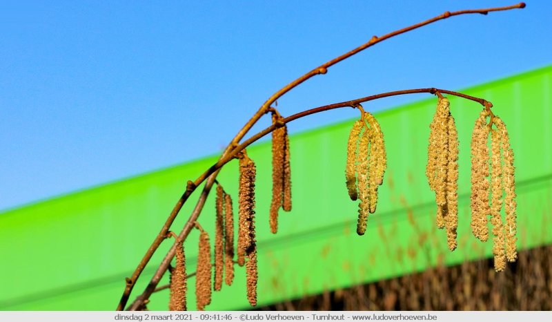 De hazelaar - Corylus avellana