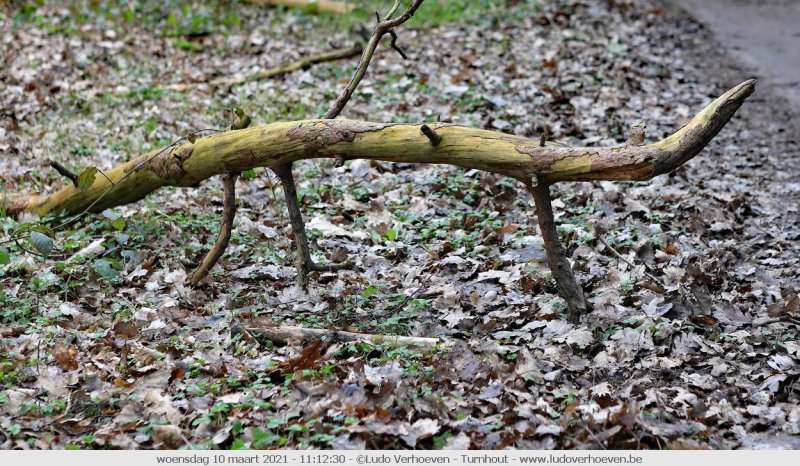 Let your imagination work - what animals do you see in this branch?