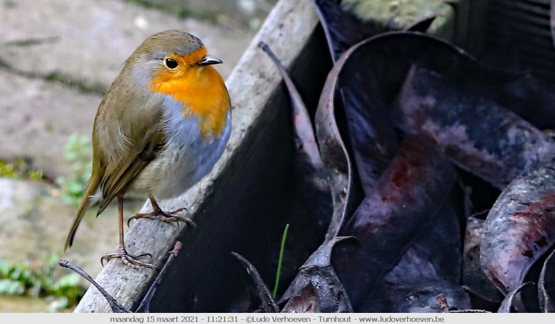 Robin in my garden