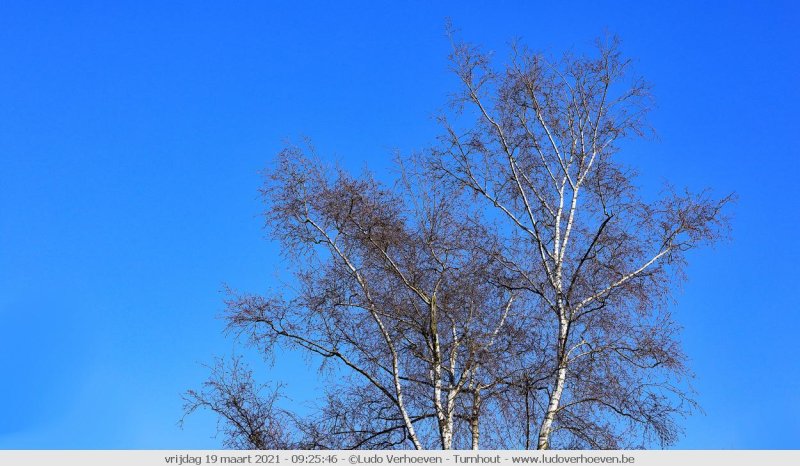 Deepblue sky and birch tree