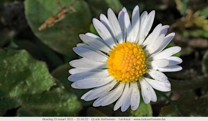 Bellis perennis - Daisy - Madeliefje