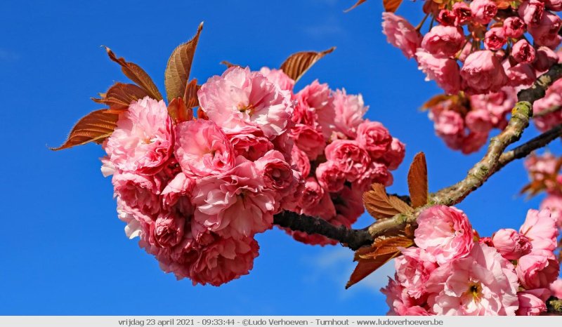 Japanse sierkers - Prunus serrulata 