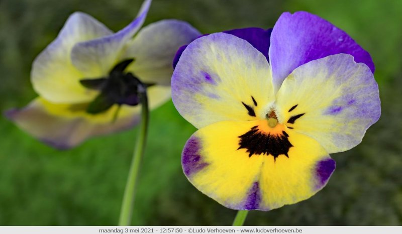 Viola tricolor - Beautiful colors