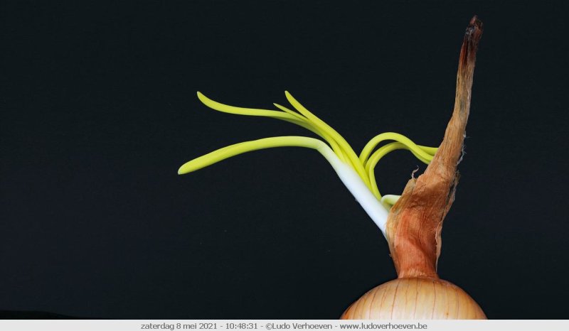 The beauty of a sprouting onion