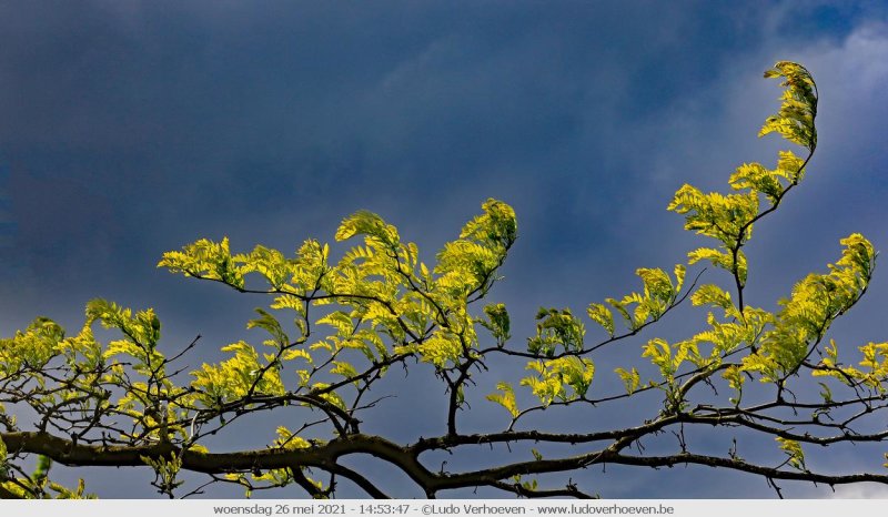 Fresh young leaves in contrast with dark clouds