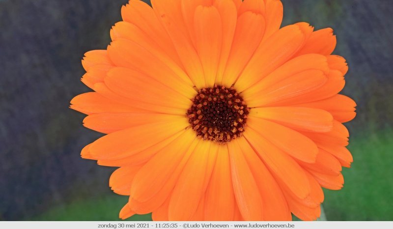 Prachtige goudsbloem (Calendula officinalis L)